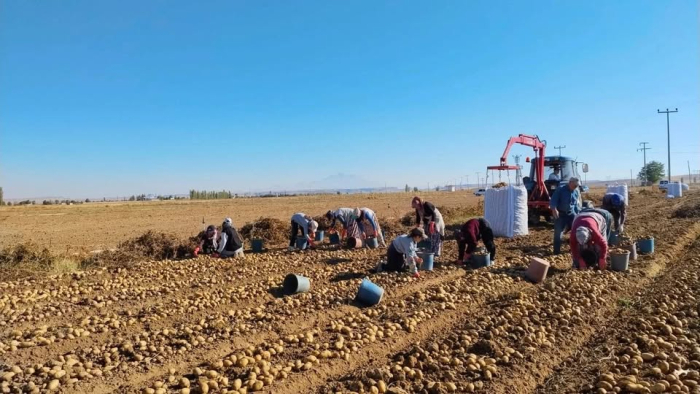 Patates Fiyatı  Niğde'de Çiftçinin Beklentisini Karşılamadı
