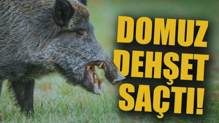 Niğde’de Domuz Saldırısı: Bir Kişi Ağır Yaralandı