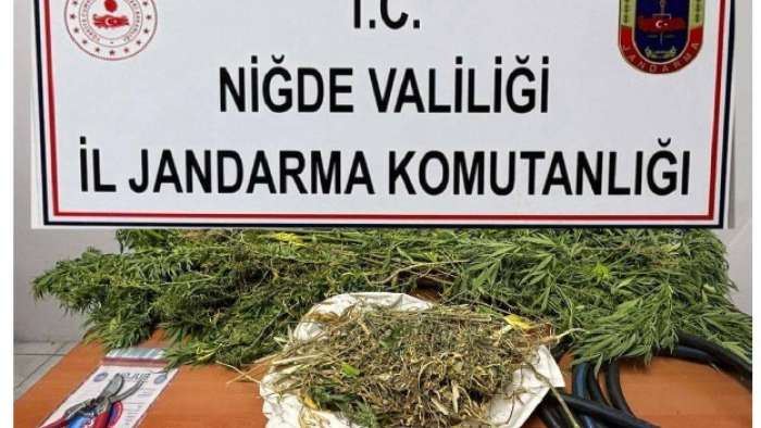 Niğde’de Jandarmadan Kenevir Operasyonu
